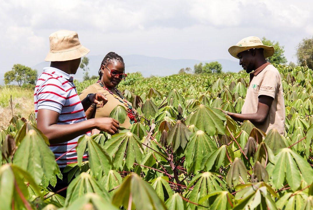 Dive into the world of agricultural innovation and community empowerment as we present testimonials highlighting the exceptional work done for the VIRCA project and MEDA. 